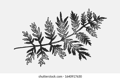 Fern hand drawn ink illustrations set. Two vector fern plants on an isolated background. Clip art elements for graphic design projects, foliage and floral composition for weddings, postcards.