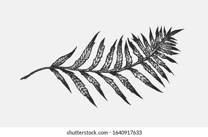 Fern hand drawn ink illustrations set. Two vector fern plants on an isolated background. Clip art elements for graphic design projects, foliage and floral composition for weddings, postcards.