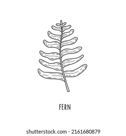 Fern illustration. Black sketch branch.