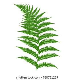 Fern. An image of a green fern leaf on a white background. Vector illustration.