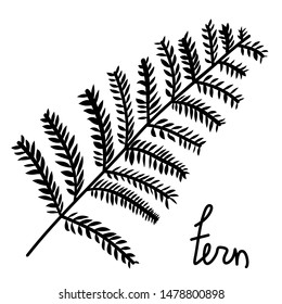 Fern leaf. Black plant isolated on white.  Vector EPS10