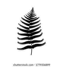 Fern leaf . Black silhouette of a fern leaf. Isolated on a white background.