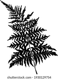 Fern Leaf Black Vector Illustration