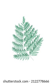 fern leaf. Brush fern illustration. green leaf tropical
