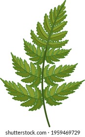 Fern leaf in cartoon style isolated illustration