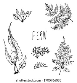 Fern Sketch Hd Stock Images Shutterstock