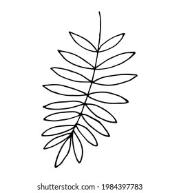 Hoja de hierro al estilo doodle. Rama de palmera dibujada a mano u otra planta tropical. Ilustración vectorial aislada en fondo blanco.