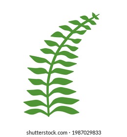 Fern leaf. Element of nature and the forest. Green bracken plant. Flat cartoon illustration isolated on white