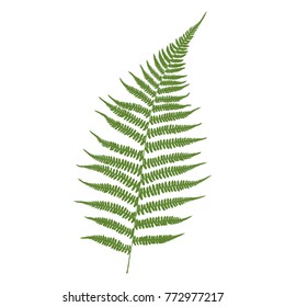 Fern leaf. Green on a white background. Vector illustration.