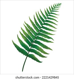 Fern Leaf. Hand drawn tropical green leaf watercolor illustration. Vector Illustration.  Watercolor isolated elements on a white background.