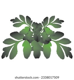 fern leaf illustration, can be used to complement the leaves on the background of the image