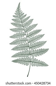 Fern leaf isolated. Vector realistic detailed illustration.