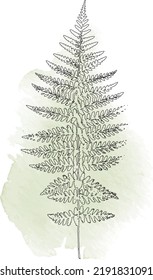 Hoja de hierro, ilustración de líneas de arte de planta acariciada negra sobre un verde, contorno de arte herbario sobre fondo blanco. Ilustración del vector