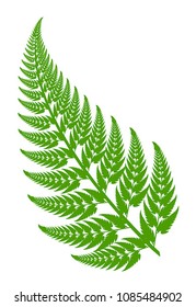 Fern leaf on a white background