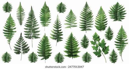  fern leaf pattern isolated on white background