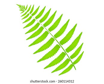  Fern leaf plant