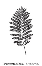 Fern leaf silhouette