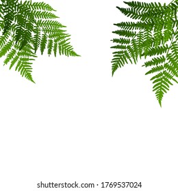 Fern leaf silhouette background on white background. Vector Illustration EPS10