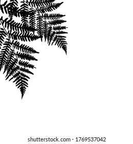 Fern leaf silhouette background on white background. Vector Illustration EPS10