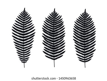 Fern leaf silhouette. Fern leaf set on white background. Vector illustration.