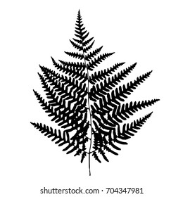 Fern leaf silhouette. Vector illustration