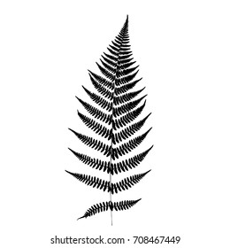 Fern leaf silhouette. Vector illustration