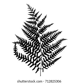 Fern leaf silhouette. Vector illustration