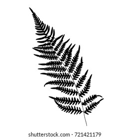 Fern leaf silhouette. Vector illustration