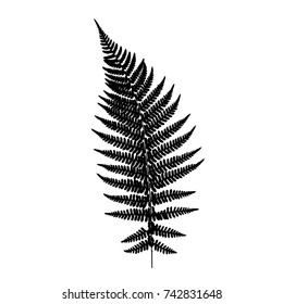 Fern Leaf Silhouette. Vector Illustration