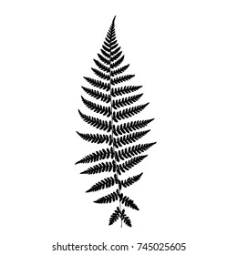 Fern leaf silhouette. Vector illustration