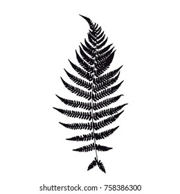 Fern leaf silhouette. Vector illustration