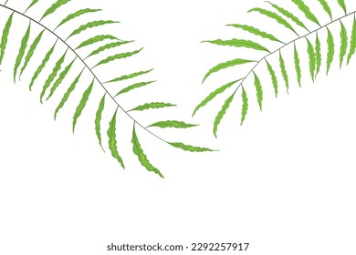 fern leaf tropical forest. green leaves background, vector illustration