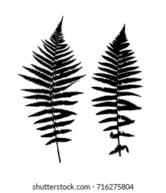 Fern Leaf Vector Background Illustration EPS10
