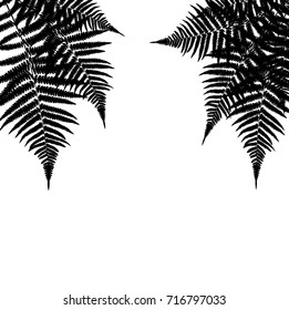 Fern Leaf Vector Background Illustration EPS10