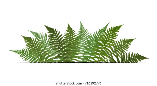 Fern Leaf Vector Background  with White Frame Illustration EPS10