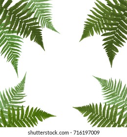 Fern Leaf Vector Background  with White Frame Illustration EPS10