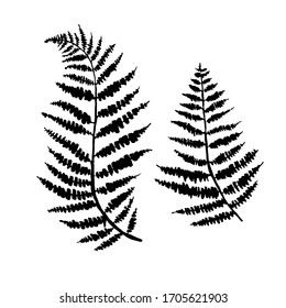 fern leaf vector, ink plant outline, hand drawing, black silhouette 
