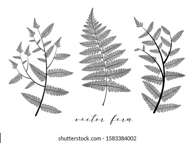 Fern leaf vector set. Botanical leaves branch collection isolated on background. Elegant skeleton objects design in black color. Modern minimalism style, not autotrace