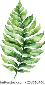 Fern leaf watercolor painting on isolated background, vector design for cards and invitations