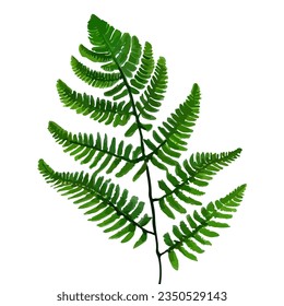 Fern leaf in a watercolor style. Vector stock illustration eps10.