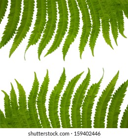 fern leaves