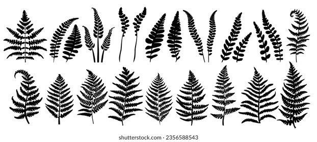 Fern leaves, black silhouette on transparent background, big vector set



