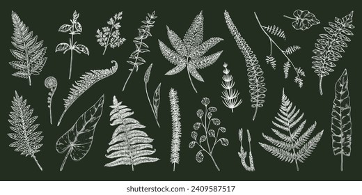 Fern leaves. Botanical sketch. Forest flora. Silhouette plants greenery. Summer foliage. Wild herbs and weeds. Spring horsetail twig. Botany print. Vector floral outline elements set