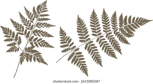 fern leaves. green color vector isolated