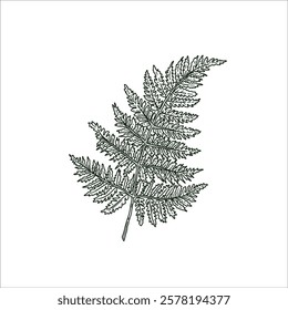 Fern leaves hand drawn illustration artwork