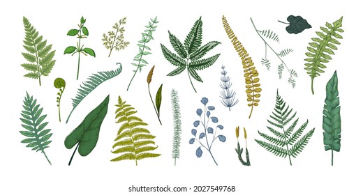 Fern leaves. Hand drawn sketch of forest foliage. Plant bourgeons and sprouts. Bracken or horsetail fronds. Vintage botanical collection graphic template. Vector flora elements set