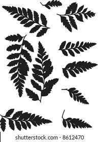 Fern leaves illustrated in a set of design elements.