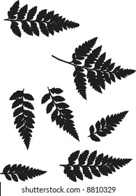 Fern leaves illustrated in a set of design elements.