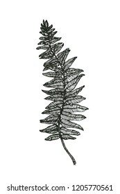 fern leaves on white background, hand draw