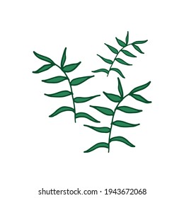 fern leaves on white background. three leaves. green outline, hand drawn vector. nature design template. doodle art for wallpaper, poster, banner, clipart, sticker, logo, label. fresh foliage. 